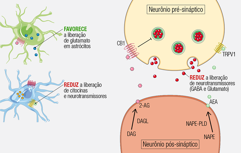 Anandamida: ¿cómo funciona este neurotransmisor?